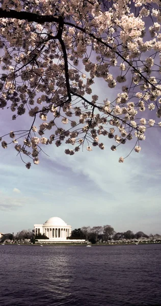 Jefferson Memorial Lake Reflection Spring Flower Tree Blossoms Washington DC — Stock Photo, Image