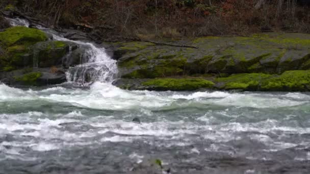 Водопад Впадает Лесной Ландшафт Реки Умпкуа Орегоне — стоковое видео