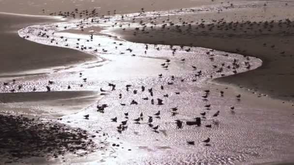 Shorebirds Zijn Enthousiast Bad Hunt Oceaan Tide Surf — Stockvideo