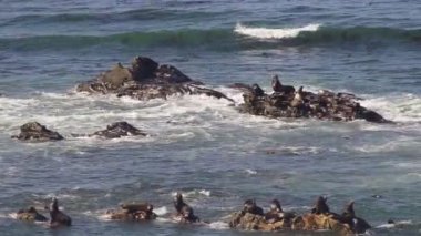 Kıyı mühürler Pasifik Okyanusu deniz aslanları kayalar Oregon kıyılarında tünemiş