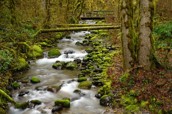 Oregon tief Wald Fußgängerbrücke moosigen Fels Fluss — Stockfoto