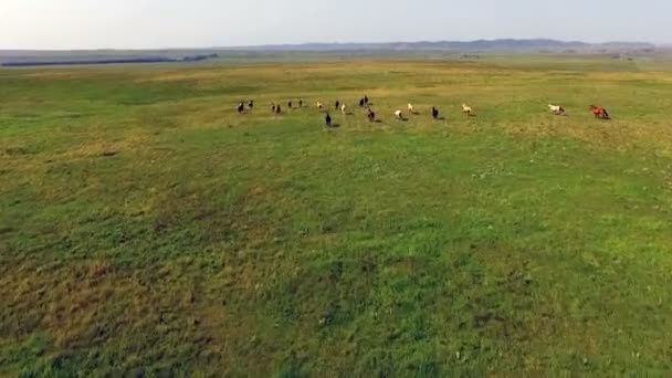 Wildpferde überfahren grüne Landschaft
