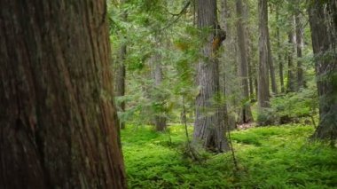 Ağaçlar yosunlu Fern stand kaplı orman kat Woods 