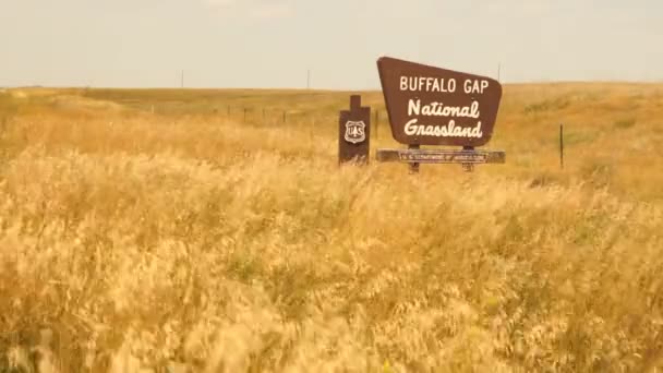 Vinden Blåser Gräs Buffalo Gap Gräsmark South Dakota — Stockvideo