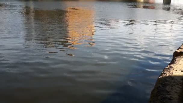 Milwaukee Waterfront River Flowing Downtown City Skyline — Stock Video