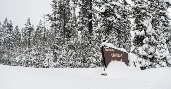 Kış Woods Umpqua Ulusal Ormanı hoş geldiniz işareti — Stok fotoğraf