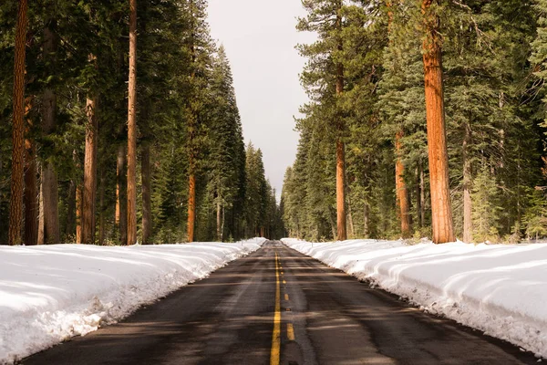 Dvě Lane asfalt silnice vede přes zimním lese — Stock fotografie