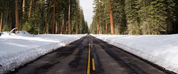 Two Lane Asphalt Road Leads Through Forest Wintertime — Stock Photo, Image