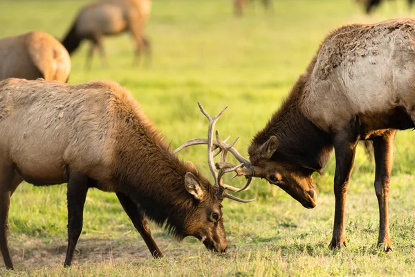 Twee mannelijke Bull Elk Sparring testen Big Game dieren Wildlife — Stockfoto