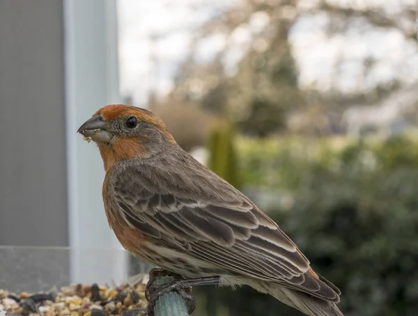 Colorful Orange Male House Finch Perched at Bird Feeder