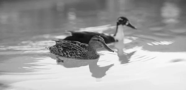 Par de patos de acasalamento Piscina do hotel Pássaro animal selvagem — Fotografia de Stock