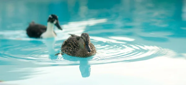 Dvojice páření kachen hotelový bazén volně žijících ptáků — Stock fotografie