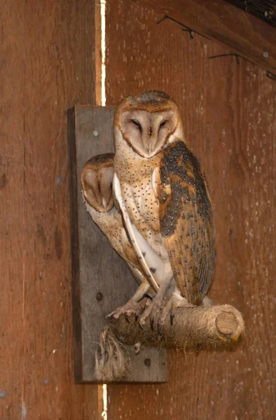 Barn Owl Pair Perched on a Stake at the Zoo — Stock Photo, Image