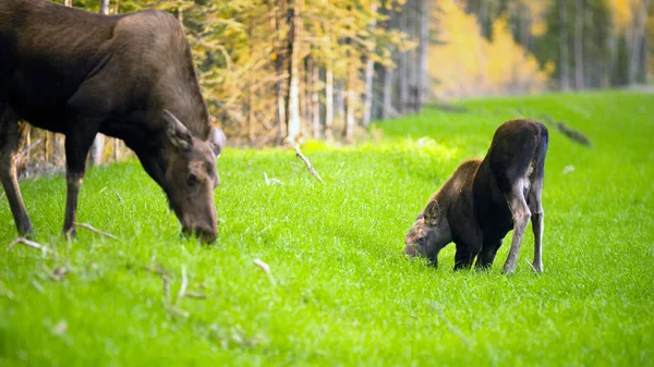 Kvinnliga älg Ko kalv som livnär sig på gräs Alaska Wilderness — Stockfoto