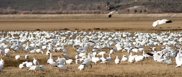 Sneeuw ganzen Flock samen voorjaar migratie wilde vogels — Stockfoto