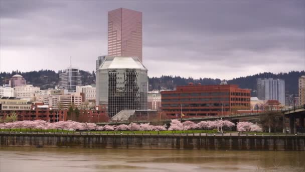 Portland Oregon City Skyline Spring Cherry Blossoms Willamette — стоковое видео