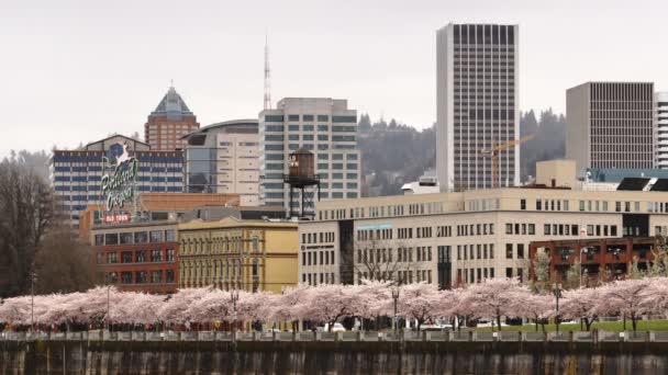 Portland Oregon City Skyline Bahar Kiraz Çiçekleri Willamette Nehri — Stok video