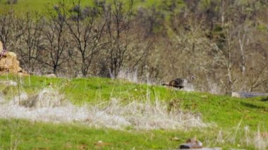 Wild Turkey taşımak kırsal arka bahçesinde kuş hayvan yaban hayatı