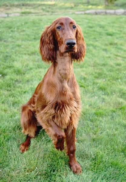 Junge reinrassige irische Setter Welpen Hund — Stockfoto
