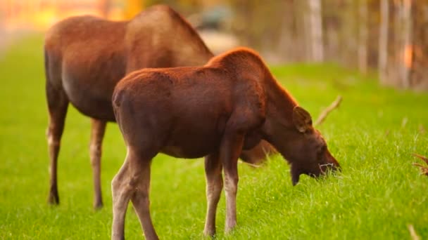 Pantorrilla Vaca Salvaje Moose Animal Wildlife Marsh Alaska Greenbelt — Vídeo de stock