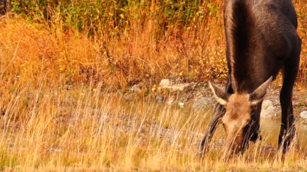 Divoké Moose Krávy Tele Zvířat Wildlife Marsh Alaska Greenbelt — Stock video