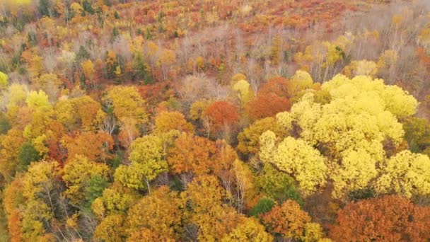 Color Saturado Otoño Hojas Arce Abedul Aspen Temporada Otoño — Vídeos de Stock