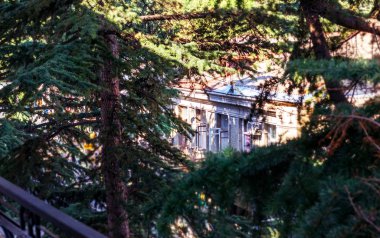 Dalları arkasında açık pencere