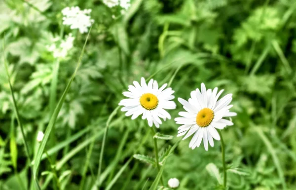 Camomila de campo de verão — Fotografia de Stock