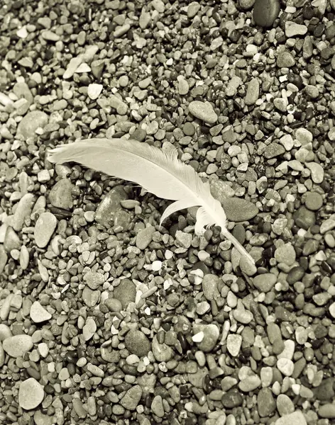 Bird feather on sea stones — Stock Photo, Image