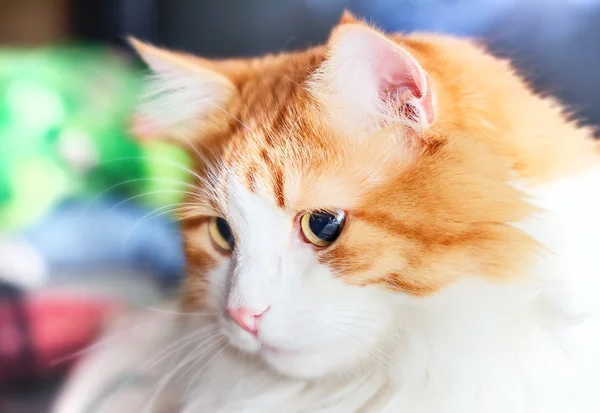 Retrato de gato rojo en un lado —  Fotos de Stock