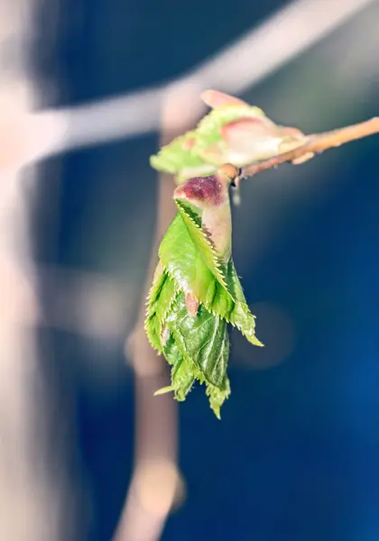 Spring bud on tree — Stock Photo, Image