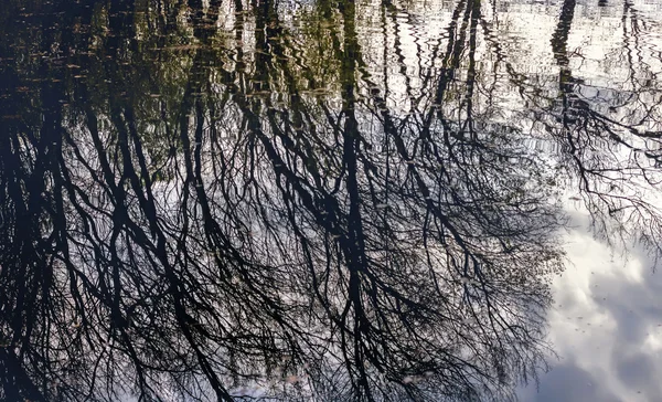 Takken van bomen tot uiting in water — Stockfoto