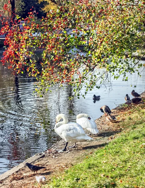 Cisnes cerca del agua — Foto de Stock