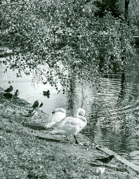 Swans near water at autumn sunny morning — Stock Photo, Image