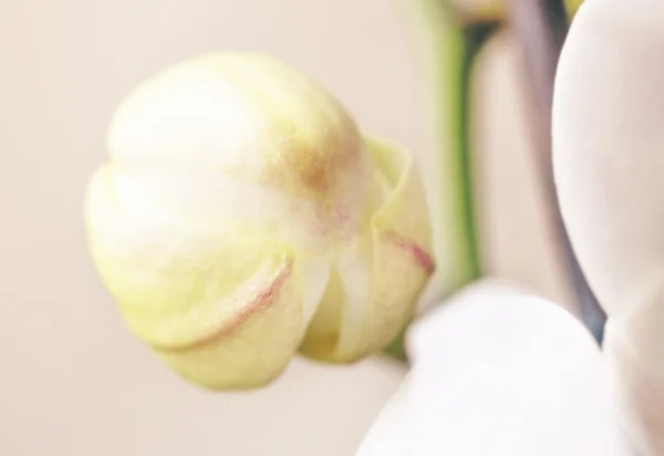 繊細なバラのつぼみ蘭 — ストック写真