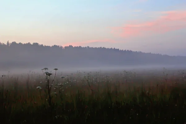 Fog in summer relax field