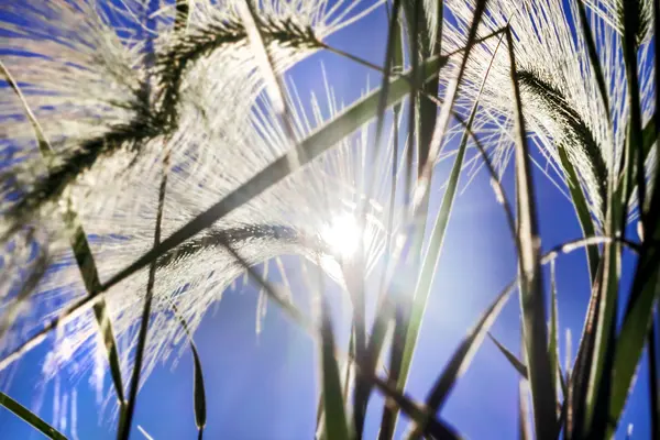 Épillets herbe en plein soleil — Photo