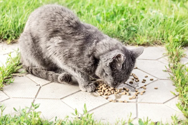 Dakloze grijze kat eet droog voedsel — Stockfoto