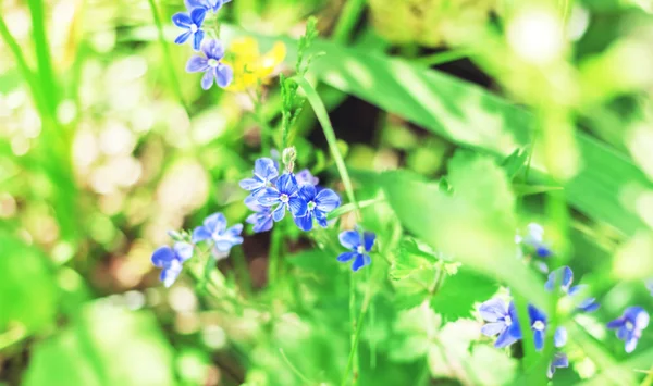 Fleur bleue d'été — Photo