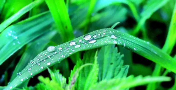 草に水が落ちる — ストック写真