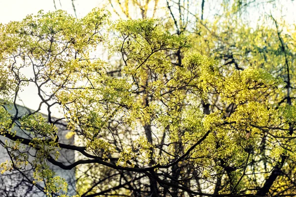 Spring boomtakken — Stockfoto