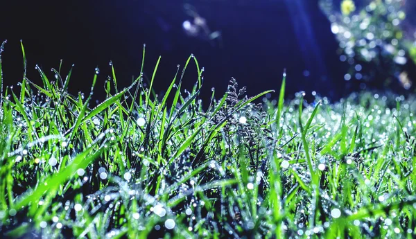 Morning dew in summer grass — Stock Photo, Image
