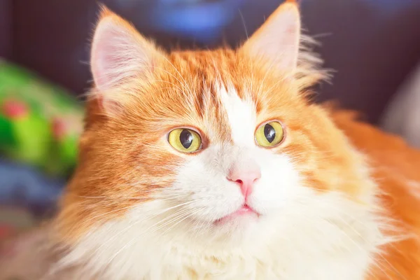 Retrato de gato laranja — Fotografia de Stock