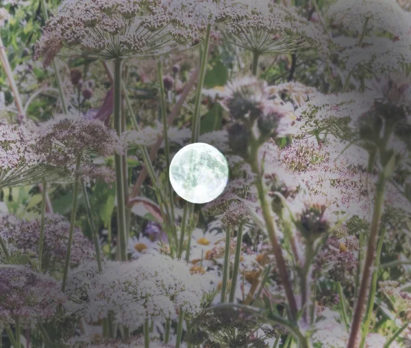 Měsíc a květiny — Stock fotografie