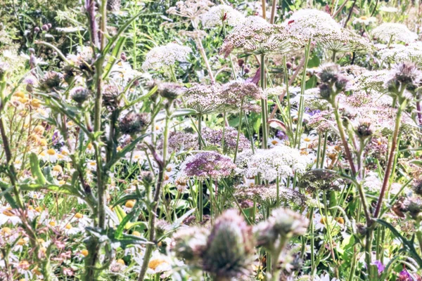 Üppige Gräser des Sommers — Stockfoto