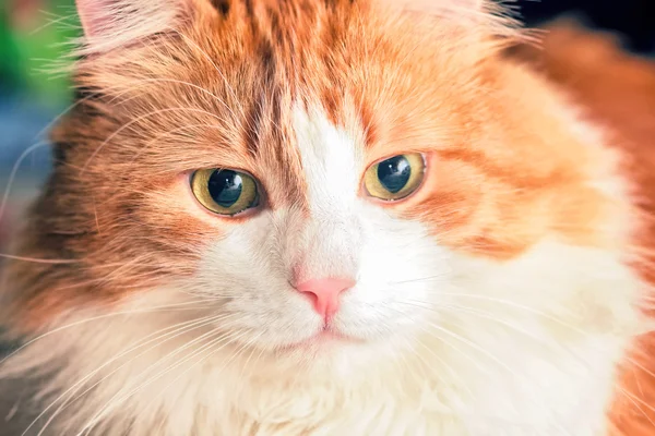 Πορτρέτο της κόκκινης γάτας — Φωτογραφία Αρχείου
