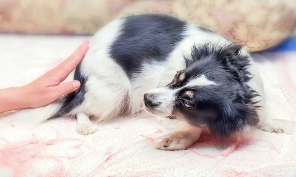 Chien effrayé à la maison — Photo