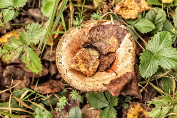 Grzybów w lesie — Zdjęcie stockowe