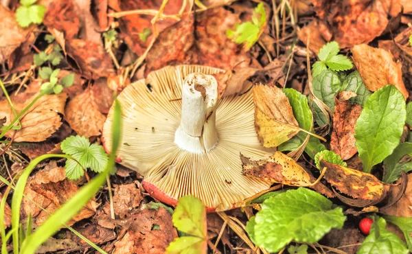 Svamp i skogen hatt ned — Stockfoto