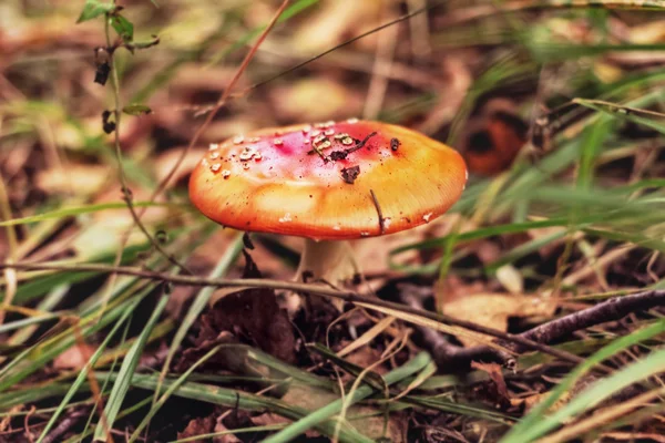 Lurar i skogen röd svamp — Stockfoto